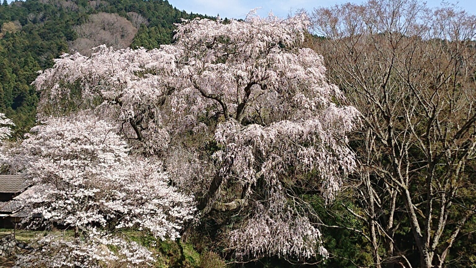 NEWS 山添村観光協会